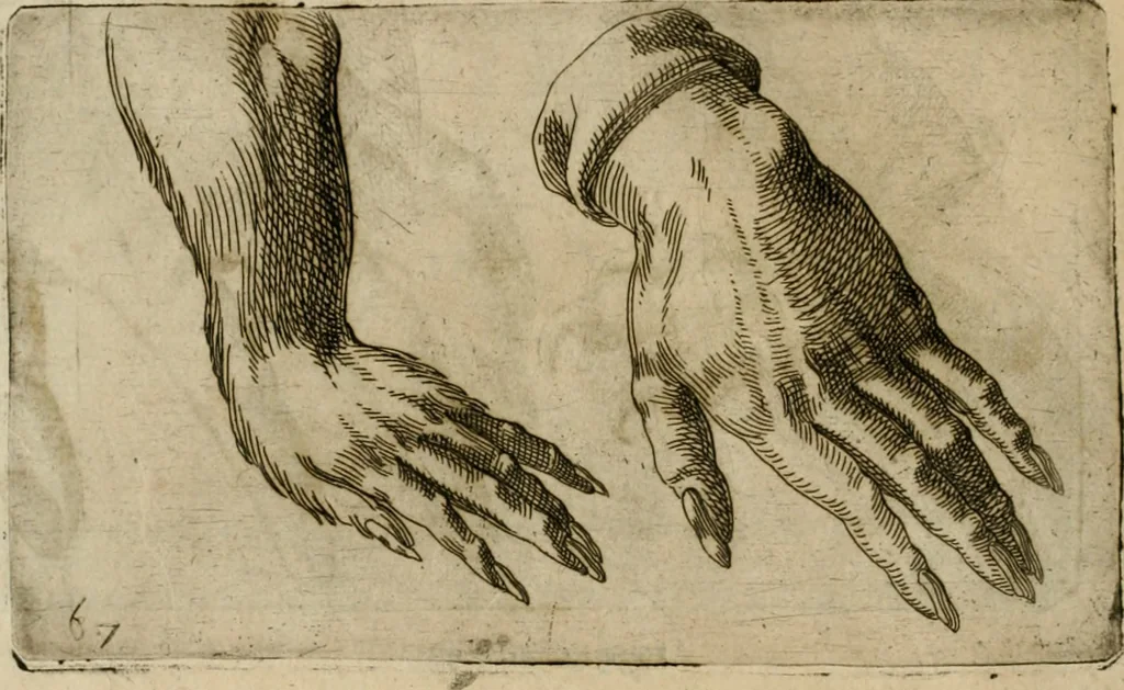 An illustration from Io. Batis. Portae Neap. De humana physiognomia li. VI : in quibus docetur quom[odo] animi propentes naturalibus remediis compesci possint, 1602, leaf 155
