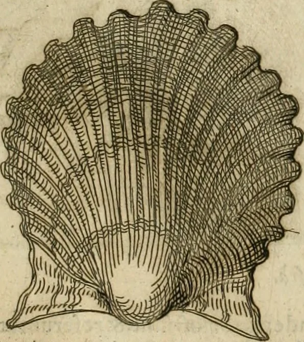 An illustration from Io. Batis. Portae Neap. De humana physiognomia li. VI : in quibus docetur quom[odo] animi propentes naturalibus remediis compesci possint, 1602, leaf 160