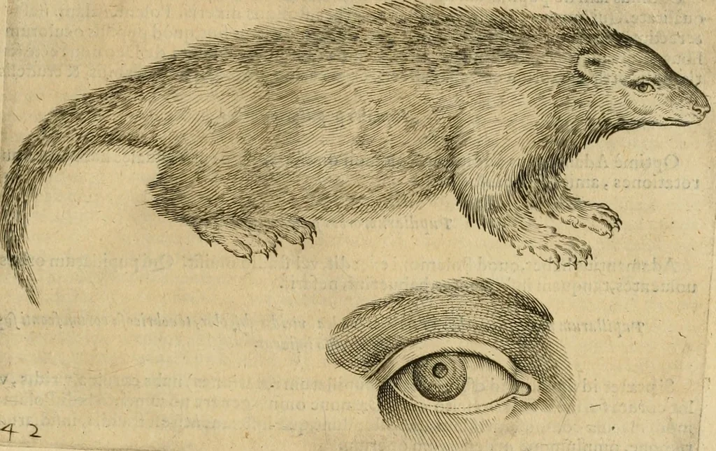 An illustration from Io. Batis. Portae Neap. De humana physiognomia li. VI : in quibus docetur quom[odo] animi propentes naturalibus remediis compesci possint, 1602, leaf 164