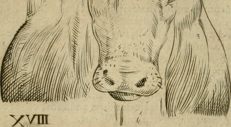 An illustration from Io. Batis. Portae Neap. De humana physiognomia li. VI : in quibus docetur quom[odo] animi propentes naturalibus remediis compesci possint, 1602, leaf 170