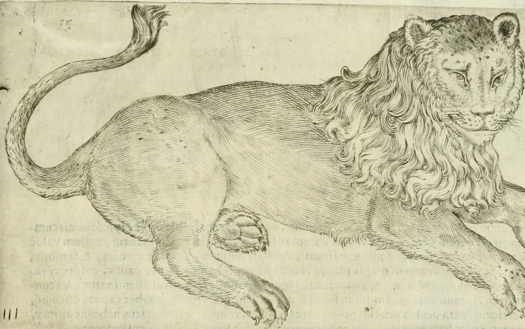 An illustration from Io. Batis. Portae Neap. De humana physiognomia li. VI : in quibus docetur quom[odo] animi propentes naturalibus remediis compesci possint, 1602, leaf 22