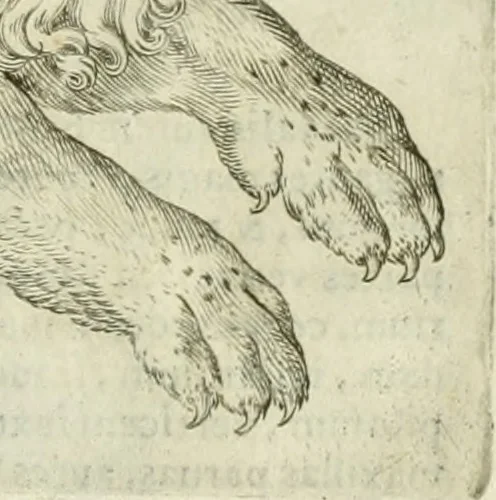 An illustration from Io. Batis. Portae Neap. De humana physiognomia li. VI : in quibus docetur quom[odo] animi propentes naturalibus remediis compesci possint, 1602, leaf 22