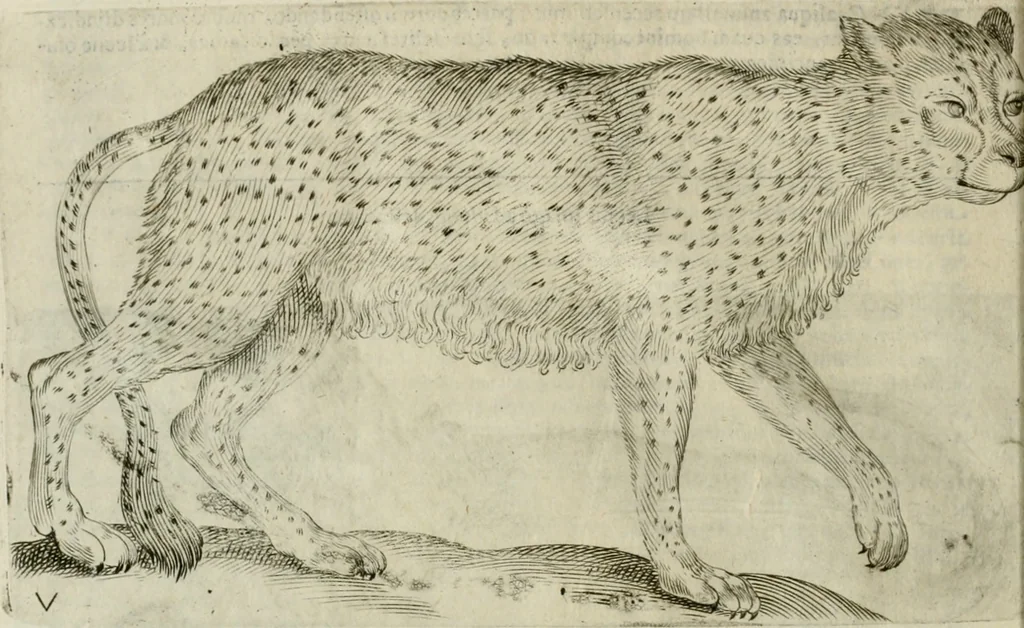 An illustration from Io. Batis. Portae Neap. De humana physiognomia li. VI : in quibus docetur quom[odo] animi propentes naturalibus remediis compesci possint, 1602, leaf 23