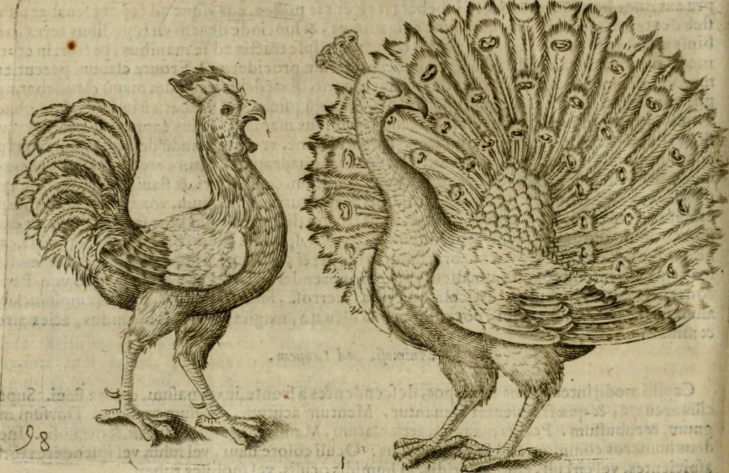 An illustration from Io. Batis. Portae Neap. De humana physiognomia li. VI : in quibus docetur quom[odo] animi propentes naturalibus remediis compesci possint, 1602, leaf 249
