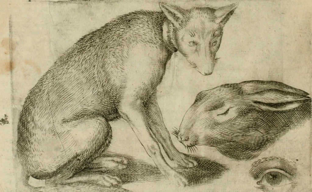 An illustration from Io. Batis. Portae Neap. De humana physiognomia li. VI : in quibus docetur quom[odo] animi propentes naturalibus remediis compesci possint, 1602, leaf 25