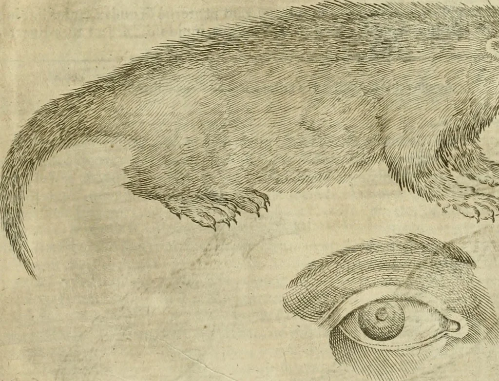 An illustration from Io. Batis. Portae Neap. De humana physiognomia li. VI : in quibus docetur quom[odo] animi propentes naturalibus remediis compesci possint, 1602, leaf 26