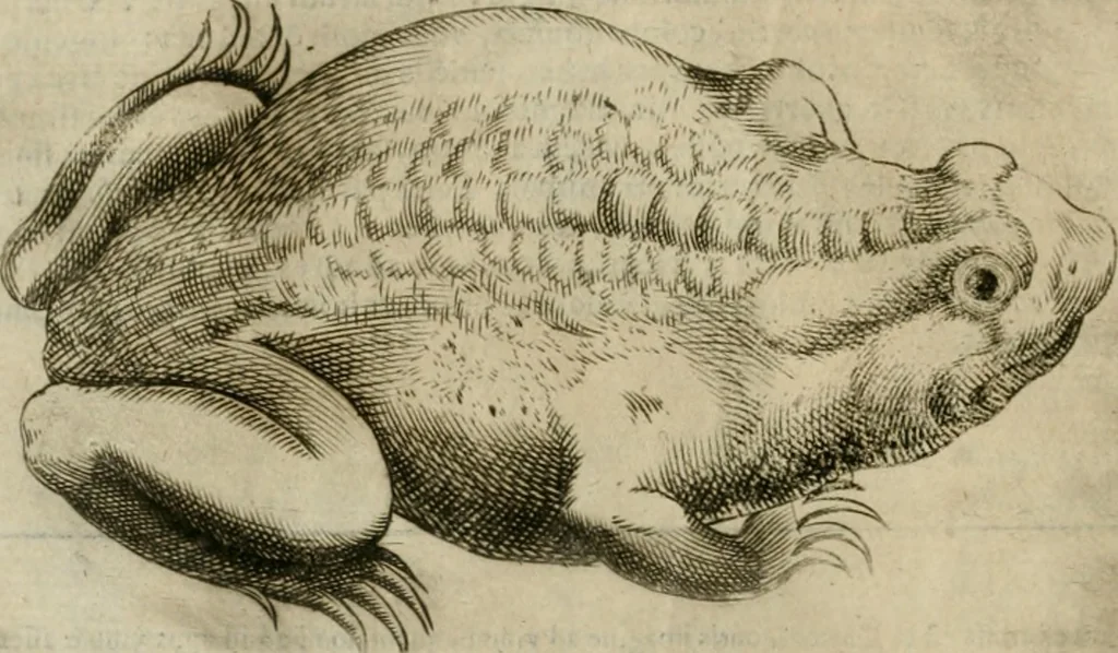 An illustration from Io. Batis. Portae Neap. De humana physiognomia li. VI : in quibus docetur quom[odo] animi propentes naturalibus remediis compesci possint, 1602, leaf 27
