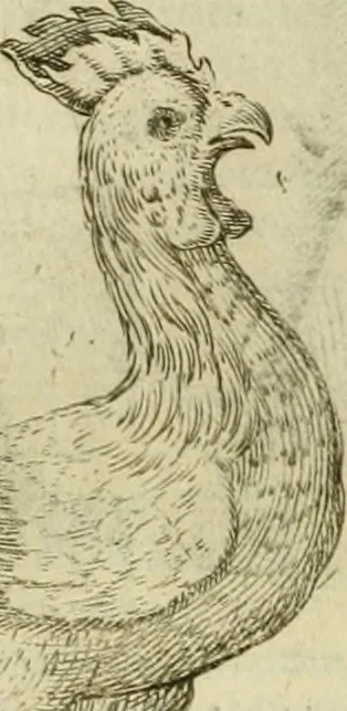 An illustration from Io. Batis. Portae Neap. De humana physiognomia li. VI : in quibus docetur quom[odo] animi propentes naturalibus remediis compesci possint, 1602, leaf 28