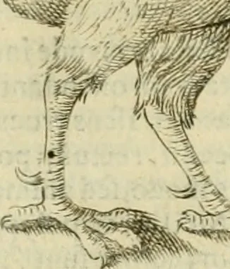 An illustration from Io. Batis. Portae Neap. De humana physiognomia li. VI : in quibus docetur quom[odo] animi propentes naturalibus remediis compesci possint, 1602, leaf 28
