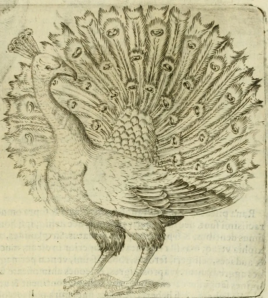 An illustration from Io. Batis. Portae Neap. De humana physiognomia li. VI : in quibus docetur quom[odo] animi propentes naturalibus remediis compesci possint, 1602, leaf 28