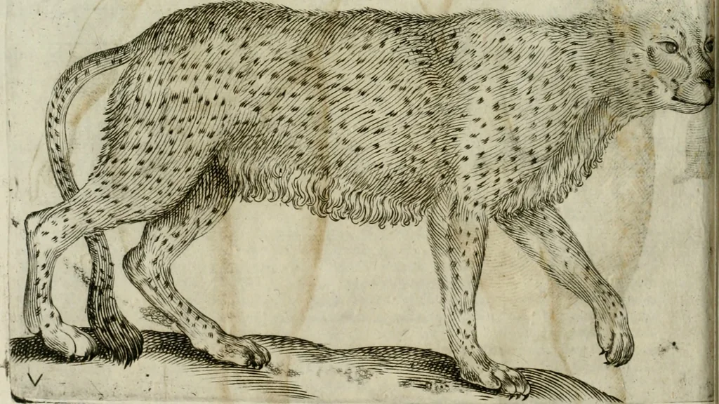 An illustration from Io. Batis. Portae Neap. De humana physiognomia li. VI : in quibus docetur quom[odo] animi propentes naturalibus remediis compesci possint, 1602, leaf 41