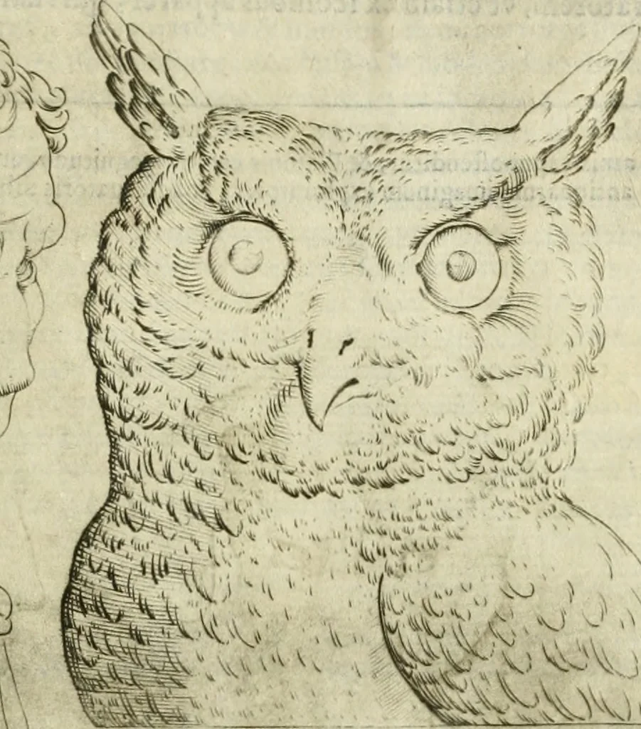 An illustration from Io. Batis. Portae Neap. De humana physiognomia li. VI : in quibus docetur quom[odo] animi propentes naturalibus remediis compesci possint, 1602, leaf 50
