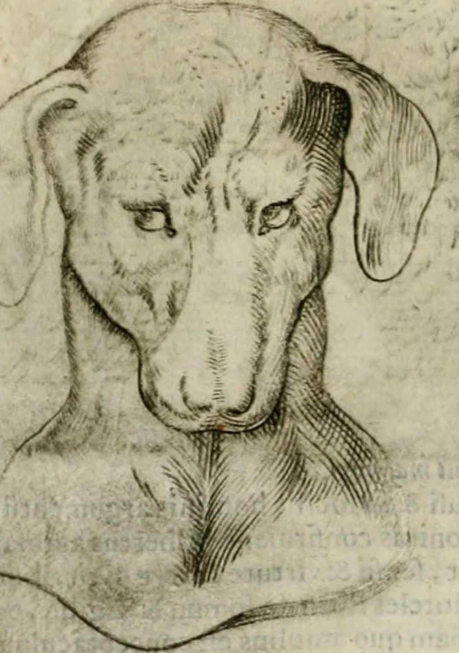 An illustration from Io. Batis. Portae Neap. De humana physiognomia li. VI : in quibus docetur quom[odo] animi propentes naturalibus remediis compesci possint, 1602, leaf 51
