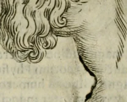 An illustration from Io. Batis. Portae Neap. De humana physiognomia li. VI : in quibus docetur quom[odo] animi propentes naturalibus remediis compesci possint, 1602, leaf 51