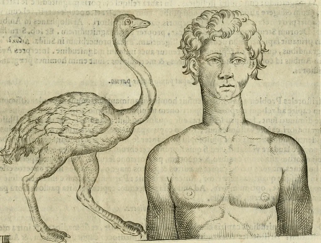 An illustration from Io. Batis. Portae Neap. De humana physiognomia li. VI : in quibus docetur quom[odo] animi propentes naturalibus remediis compesci possint, 1602, leaf 52