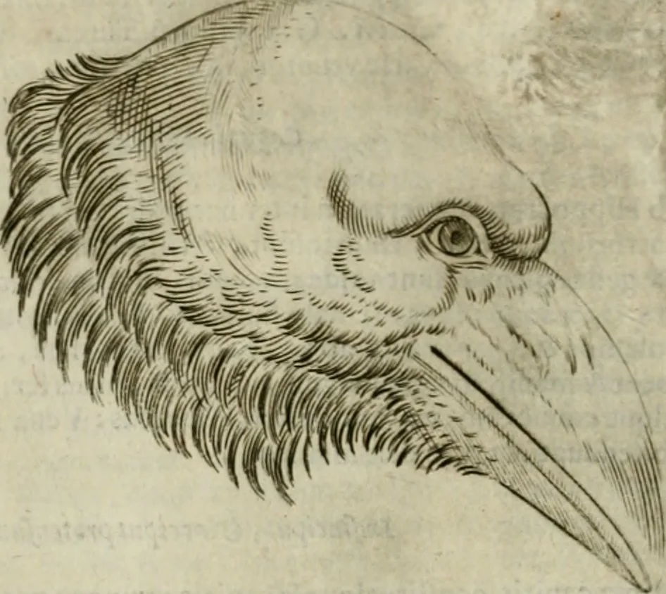 An illustration from Io. Batis. Portae Neap. De humana physiognomia li. VI : in quibus docetur quom[odo] animi propentes naturalibus remediis compesci possint, 1602, leaf 57