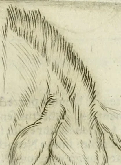 An illustration from Io. Batis. Portae Neap. De humana physiognomia li. VI : in quibus docetur quom[odo] animi propentes naturalibus remediis compesci possint, 1602, leaf 60