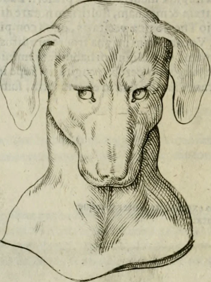 An illustration from Io. Batis. Portae Neap. De humana physiognomia li. VI : in quibus docetur quom[odo] animi propentes naturalibus remediis compesci possint, 1602, leaf 61