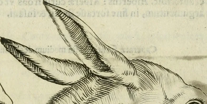 An illustration from Io. Batis. Portae Neap. De humana physiognomia li. VI : in quibus docetur quom[odo] animi propentes naturalibus remediis compesci possint, 1602, leaf 62