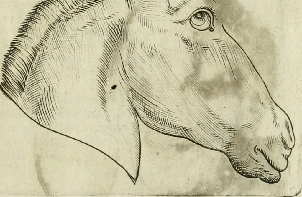An illustration from Io. Batis. Portae Neap. De humana physiognomia li. VI : in quibus docetur quom[odo] animi propentes naturalibus remediis compesci possint, 1602, leaf 62