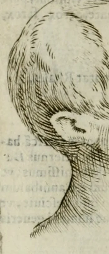 An illustration from Io. Batis. Portae Neap. De humana physiognomia li. VI : in quibus docetur quom[odo] animi propentes naturalibus remediis compesci possint, 1602, leaf 67