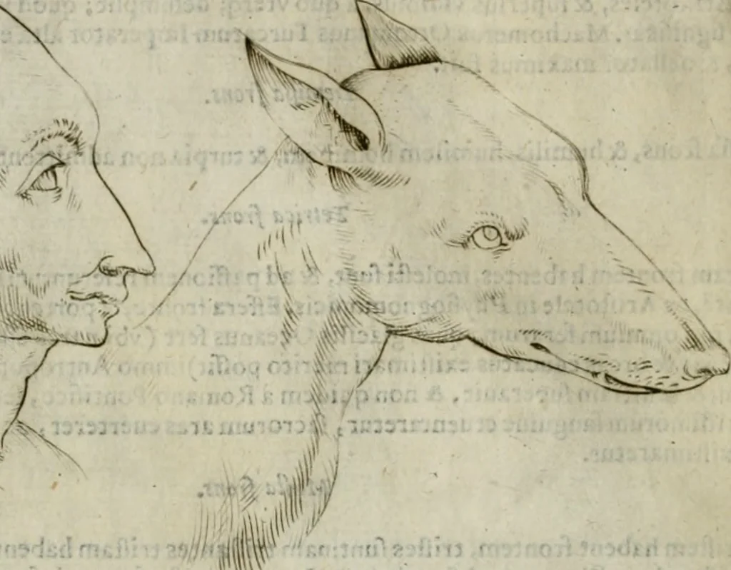 An illustration from Io. Batis. Portae Neap. De humana physiognomia li. VI : in quibus docetur quom[odo] animi propentes naturalibus remediis compesci possint, 1602, leaf 67