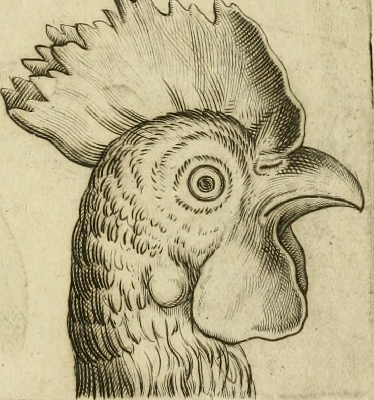 An illustration from Io. Batis. Portae Neap. De humana physiognomia li. VI : in quibus docetur quom[odo] animi propentes naturalibus remediis compesci possint, 1602, leaf 78