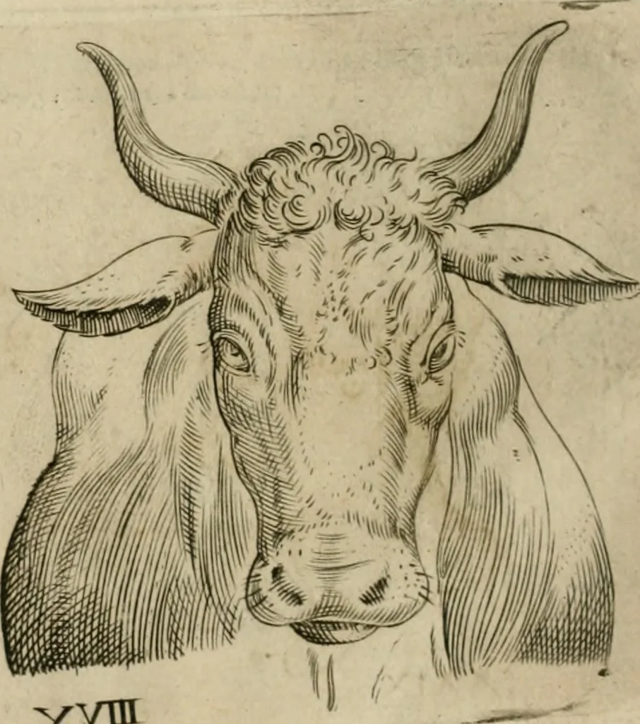 An illustration from Io. Batis. Portae Neap. De humana physiognomia li. VI : in quibus docetur quom[odo] animi propentes naturalibus remediis compesci possint, 1602, leaf 79