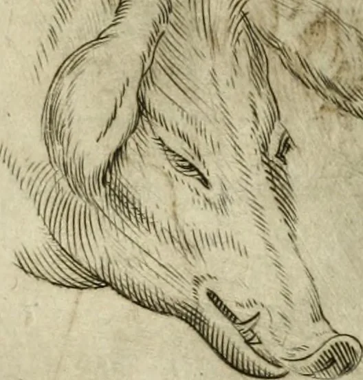 An illustration from Io. Batis. Portae Neap. De humana physiognomia li. VI : in quibus docetur quom[odo] animi propentes naturalibus remediis compesci possint, 1602, leaf 80