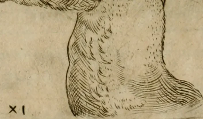 An illustration from Io. Batis. Portae Neap. De humana physiognomia li. VI : in quibus docetur quom[odo] animi propentes naturalibus remediis compesci possint, 1602, leaf 83