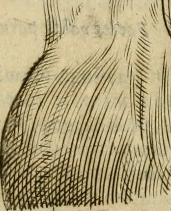 An illustration from Io. Batis. Portae Neap. De humana physiognomia li. VI : in quibus docetur quom[odo] animi propentes naturalibus remediis compesci possint, 1602, leaf 88