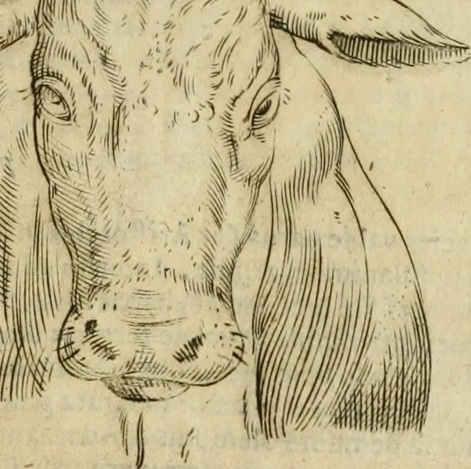 An illustration from Io. Batis. Portae Neap. De humana physiognomia li. VI : in quibus docetur quom[odo] animi propentes naturalibus remediis compesci possint, 1602, leaf 88