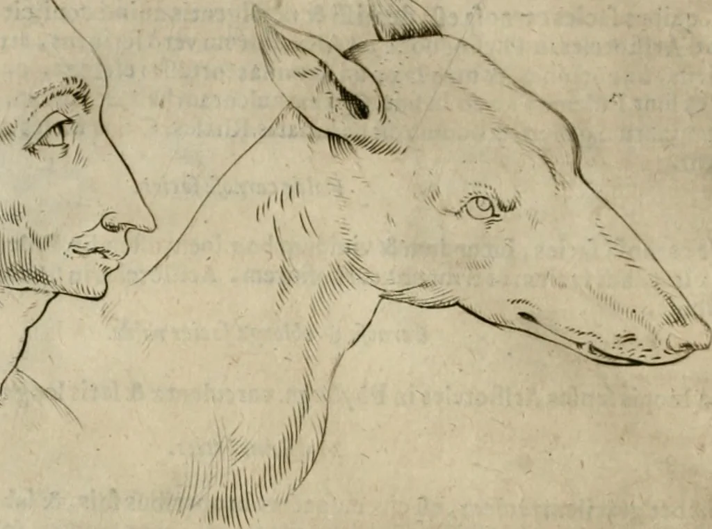 An illustration from Io. Batis. Portae Neap. De humana physiognomia li. VI : in quibus docetur quom[odo] animi propentes naturalibus remediis compesci possint, 1602, leaf 91