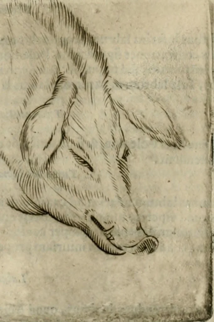 An illustration from Io. Batis. Portae Neap. De humana physiognomia li. VI : in quibus docetur quom[odo] animi propentes naturalibus remediis compesci possint, 1602, leaf 97