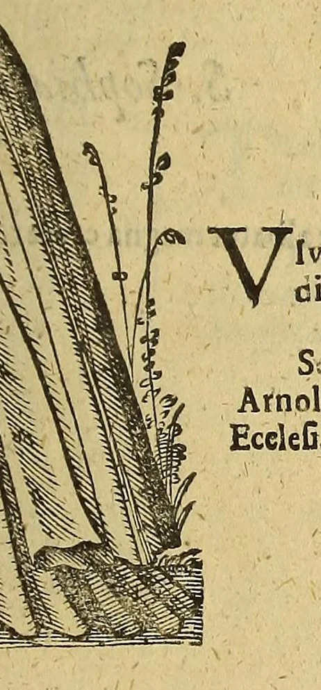 An illustration from Iohan. VVolfii I. C. Lectionum memorabilium et reconditarum centenarii XVI. : Habet hic lector doctorum ecclesiae, vatum, politicorum, philosophorum, historicorum, aliorumq[ue] sapientum & eruditorum pia, grauia, mira, arcana, & stupenda; iucunda simul & vtilia, dicta, scripta, atq[ue] facta; Vaticinia item vota, omina, mysteria, hieroglyphica, miracula, visiones, antiquitates, monumenta, testimonia, exempla virtutu[m], vitiorum, abusuum; typos insuper, picturas, atq[ue] imagines: Sed et ipsius coeli ac naturae horrenda signa, ostenta, monstra, atq[ue] portenta: His interiuncti sunt quoq[ue] omnes sacri prophaniq[ue] ordines: Ex quibus omnibus cum praeteriti status in ecclesia, republica, & communi vita consideratio; tum impendentium euentuum, ac indies magis magisq[ue] ingrauescentium malorum praesagitio: sed & multorum abstrusorum hactenus desideratorum reuelatio ob oculos perspicuè ponitur, 1600, leaf 903