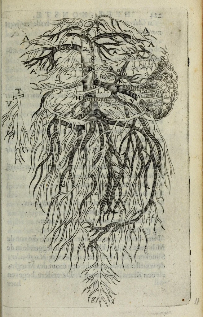 An illustration from Ioh. van Bevervvijck Heel-konste, ofte, Derde deel van de genees-konste : om de uytwendige gebreken te heelen. Verhandeling der spieren : by de welcke aengewesen wort, wat in hun onnatuyrige toe-vallen en te voor-seggen en te hantwercken staet / beleedt door Fortunatum Plempium .., 1645, leaf 275