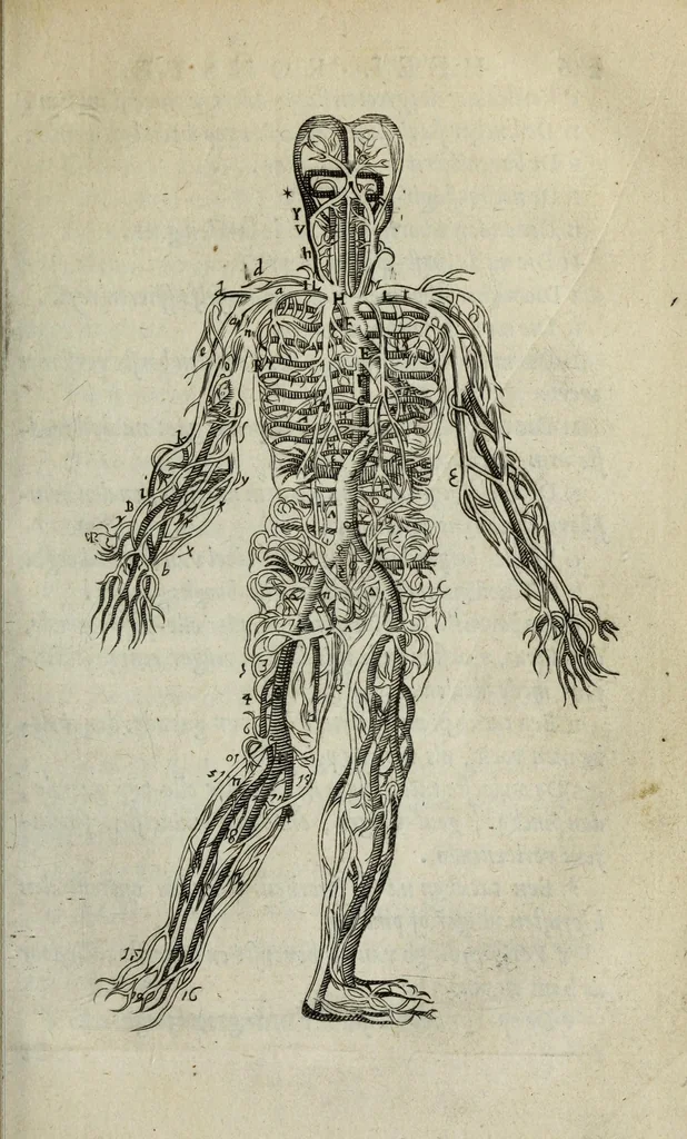An illustration from Ioh. van Bevervvijck Heel-konste, ofte, Derde deel van de genees-konste : om de uytwendige gebreken te heelen. Verhandeling der spieren : by de welcke aengewesen wort, wat in hun onnatuyrige toe-vallen en te voor-seggen en te hantwercken staet / beleedt door Fortunatum Plempium .., 1645, leaf 297