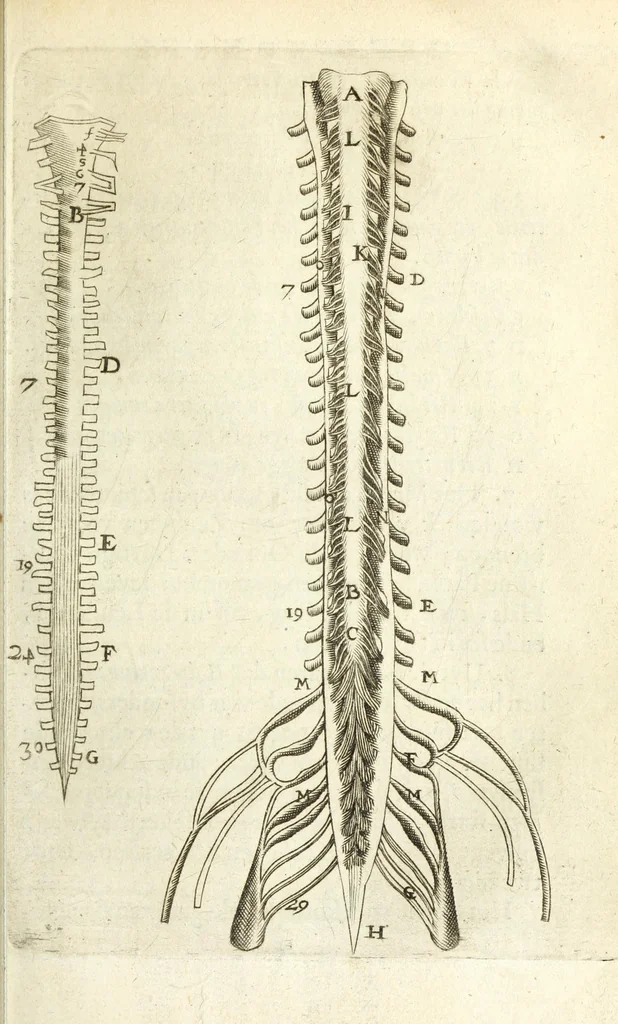 An illustration from Ioh. van Bevervvijck Heel-konste, ofte, Derde deel van de genees-konste : om de uytwendige gebreken te heelen. Verhandeling der spieren : by de welcke aengewesen wort, wat in hun onnatuyrige toe-vallen en te voor-seggen en te hantwercken staet / beleedt door Fortunatum Plempium .., 1645, leaf 305