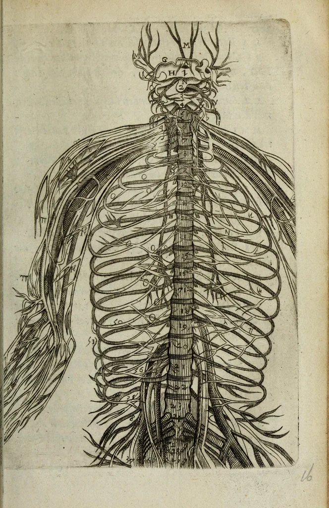An illustration from Ioh. van Bevervvijck Heel-konste, ofte, Derde deel van de genees-konste : om de uytwendige gebreken te heelen. Verhandeling der spieren : by de welcke aengewesen wort, wat in hun onnatuyrige toe-vallen en te voor-seggen en te hantwercken staet / beleedt door Fortunatum Plempium .., 1645, leaf 311