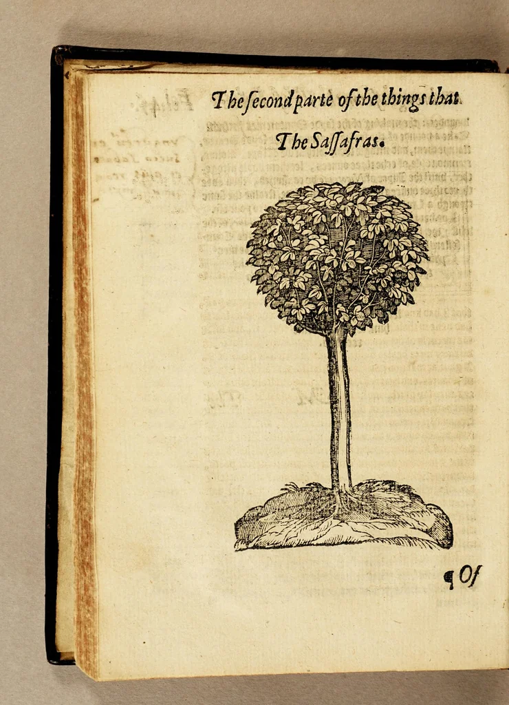 An illustration from Ioyfull newes out of the newfound world, : wherein are declared the rare and singular vertues of diuers and sundrie herbs, trees, oyles, plants, & stones, with their applications, as well to the vse of phisicke, as chirurgery ..., 1580, leaf 100