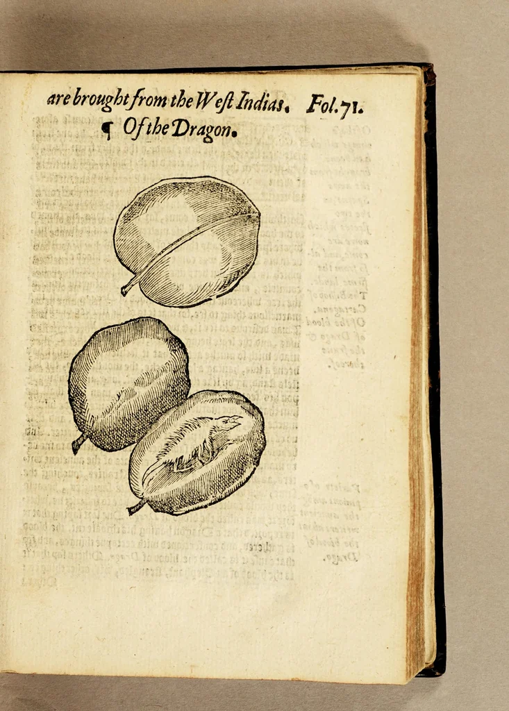 An illustration from Ioyfull newes out of the newfound world, : wherein are declared the rare and singular vertues of diuers and sundrie herbs, trees, oyles, plants, & stones, with their applications, as well to the vse of phisicke, as chirurgery ..., 1580, leaf 151