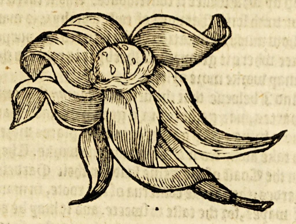 An illustration from Ioyfull newes out of the newfound world, : wherein are declared the rare and singular vertues of diuers and sundrie herbs, trees, oyles, plants, & stones, with their applications, as well to the vse of phisicke, as chirurgery ..., 1580, leaf 159