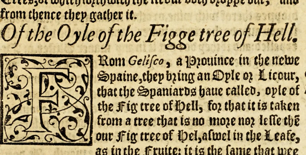 An illustration from Ioyfull newes out of the newfound world, : wherein are declared the rare and singular vertues of diuers and sundrie herbs, trees, oyles, plants, & stones, with their applications, as well to the vse of phisicke, as chirurgery ..., 1580, leaf 19