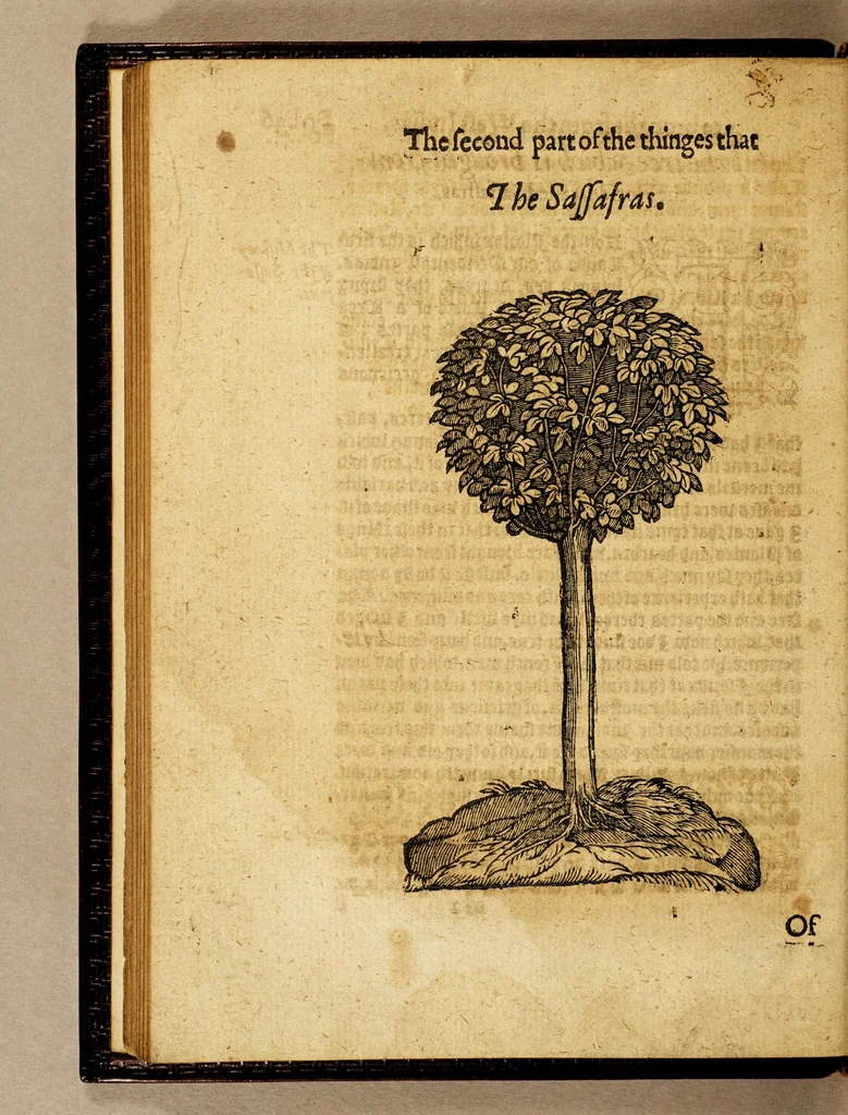 An illustration from Ioyfull newes out of the new-found vvorlde. : Wherein are declared, the rare and singuler vertues of diuers herbs, trees, plantes, oyles & stones, with their applications, as well to the vse of phisicke, as of chirurgery ..., 1596, leaf 106