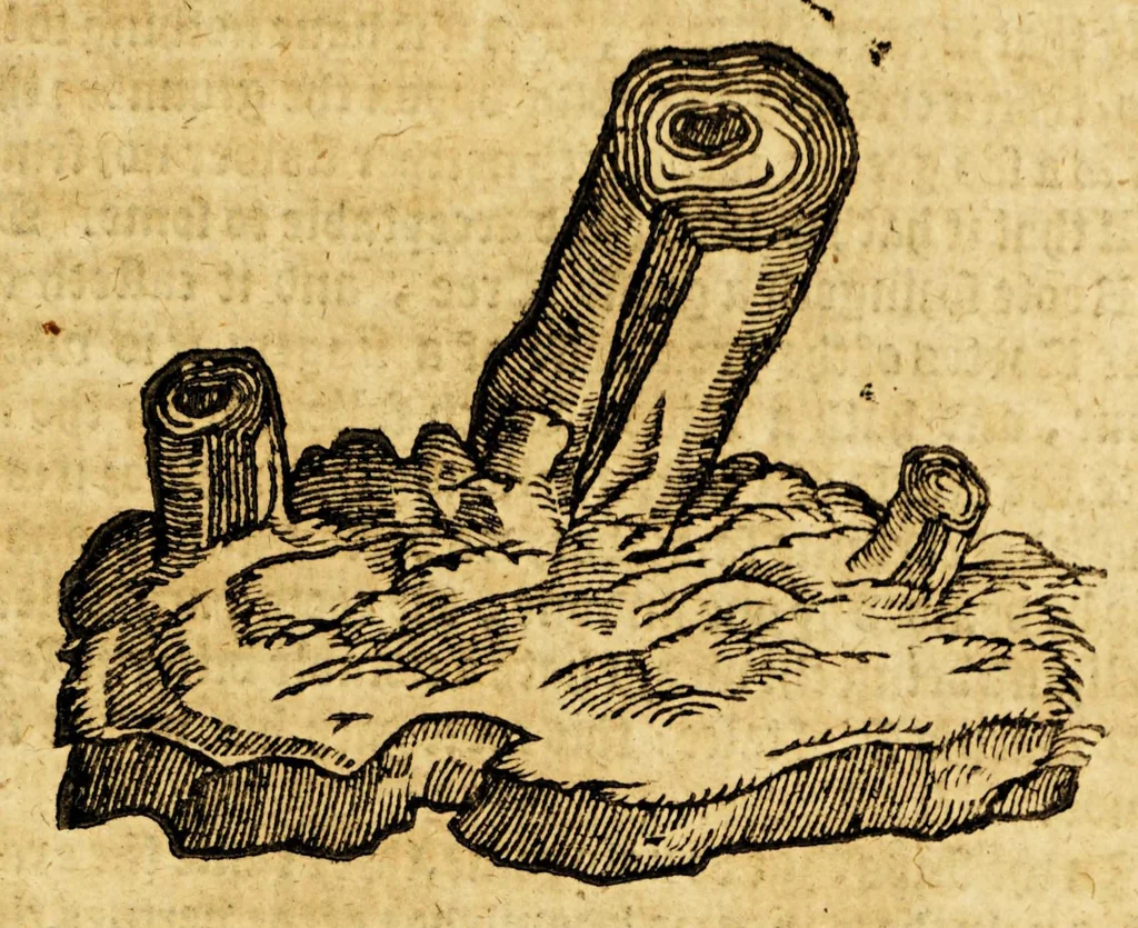 An illustration from Ioyfull newes out of the new-found vvorlde. : Wherein are declared, the rare and singuler vertues of diuers herbs, trees, plantes, oyles & stones, with their applications, as well to the vse of phisicke, as of chirurgery ..., 1596, leaf 129