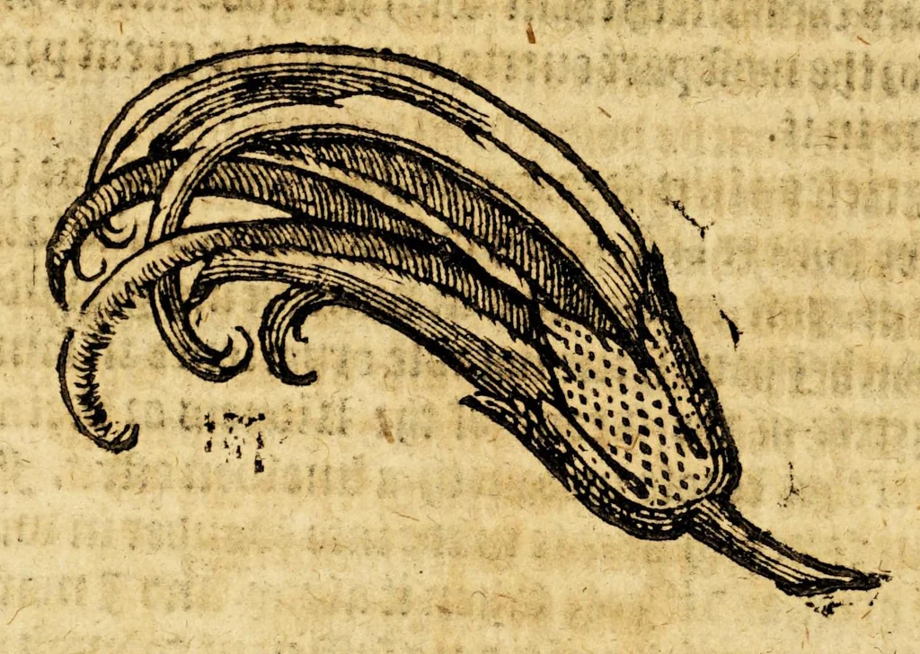 An illustration from Ioyfull newes out of the new-found vvorlde. : Wherein are declared, the rare and singuler vertues of diuers herbs, trees, plantes, oyles & stones, with their applications, as well to the vse of phisicke, as of chirurgery ..., 1596, leaf 136
