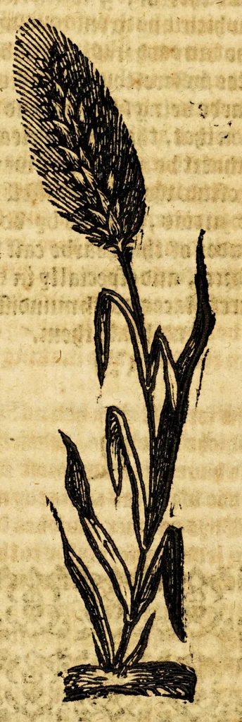 An illustration from Ioyfull newes out of the new-found vvorlde. : Wherein are declared, the rare and singuler vertues of diuers herbs, trees, plantes, oyles & stones, with their applications, as well to the vse of phisicke, as of chirurgery ..., 1596, leaf 138