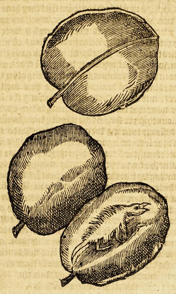 An illustration from Ioyfull newes out of the new-found vvorlde. : Wherein are declared, the rare and singuler vertues of diuers herbs, trees, plantes, oyles & stones, with their applications, as well to the vse of phisicke, as of chirurgery ..., 1596, leaf 157