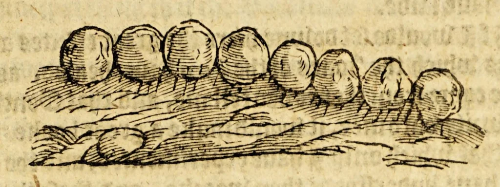 An illustration from Ioyfull newes out of the new-found vvorlde. : Wherein are declared, the rare and singuler vertues of diuers herbs, trees, plantes, oyles & stones, with their applications, as well to the vse of phisicke, as of chirurgery ..., 1596, leaf 213