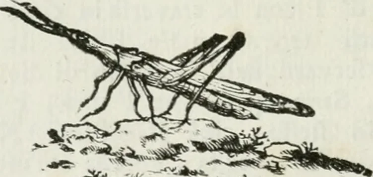 An illustration from I piombi antichi, 1740, leaf 91